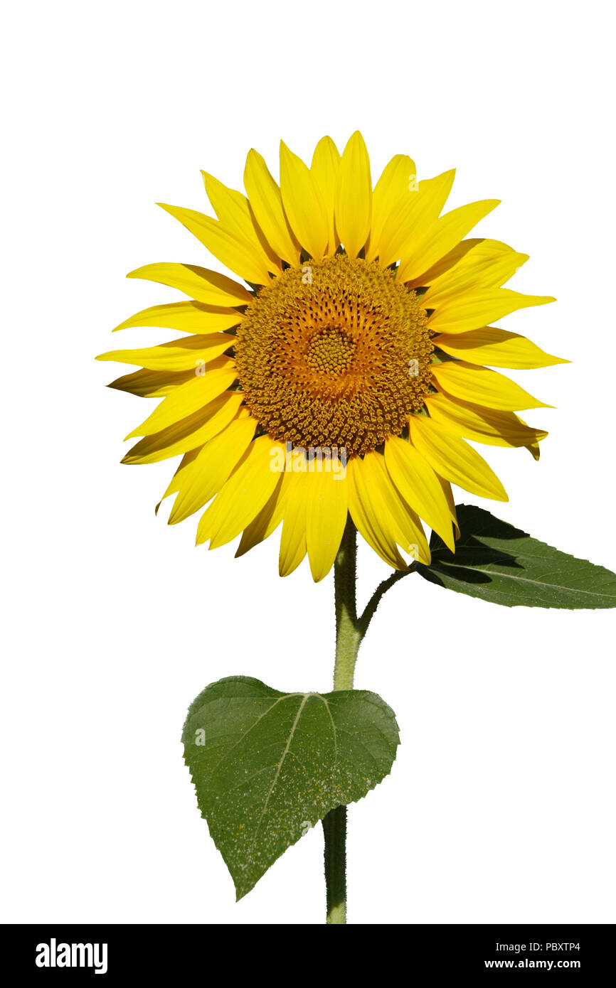 Sunflower isolated over white background Stock Photo - Alamy