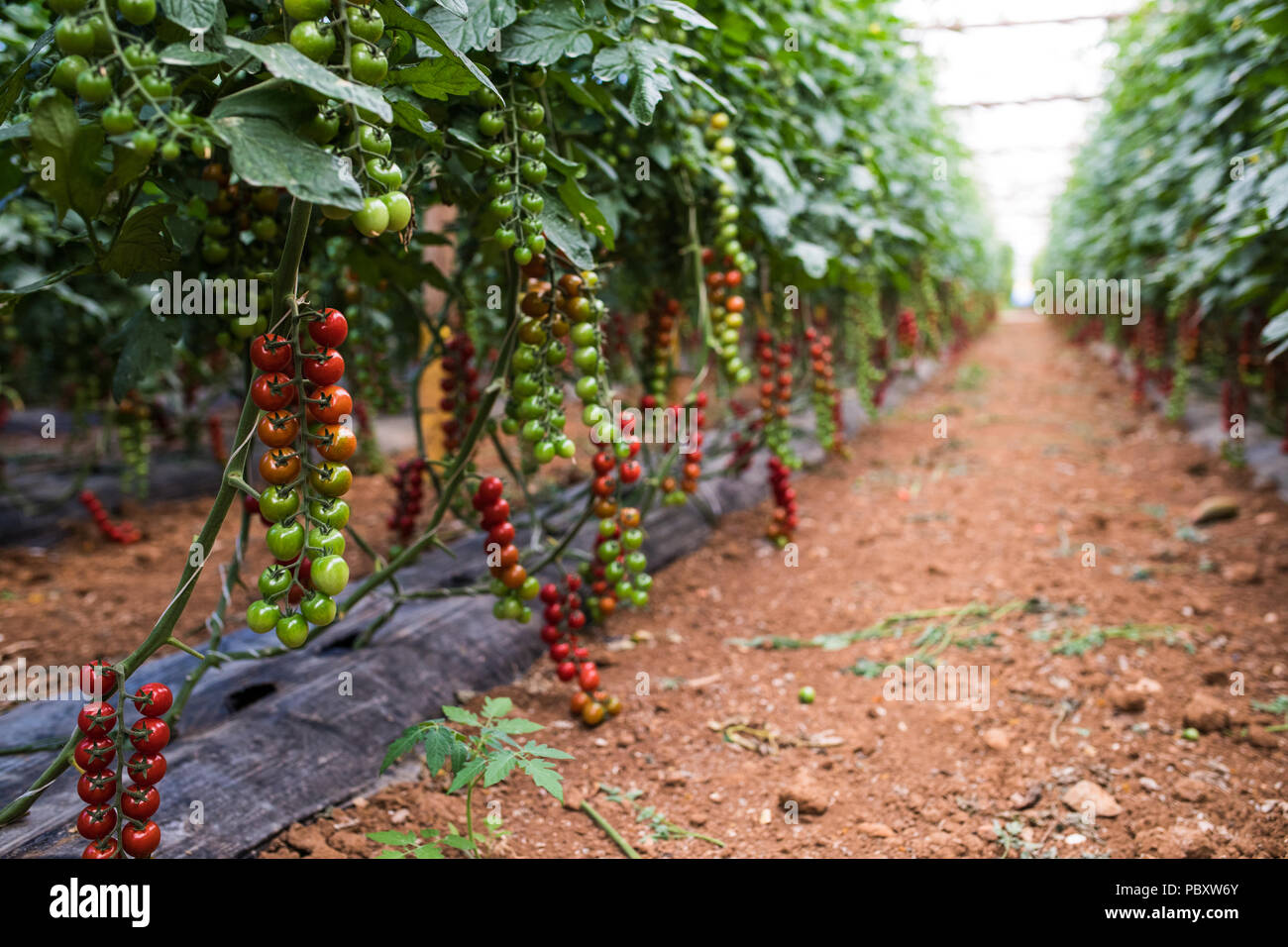 An orchard growing tree tomatoes. Tomatoes harvest Stock Photo Alamy
