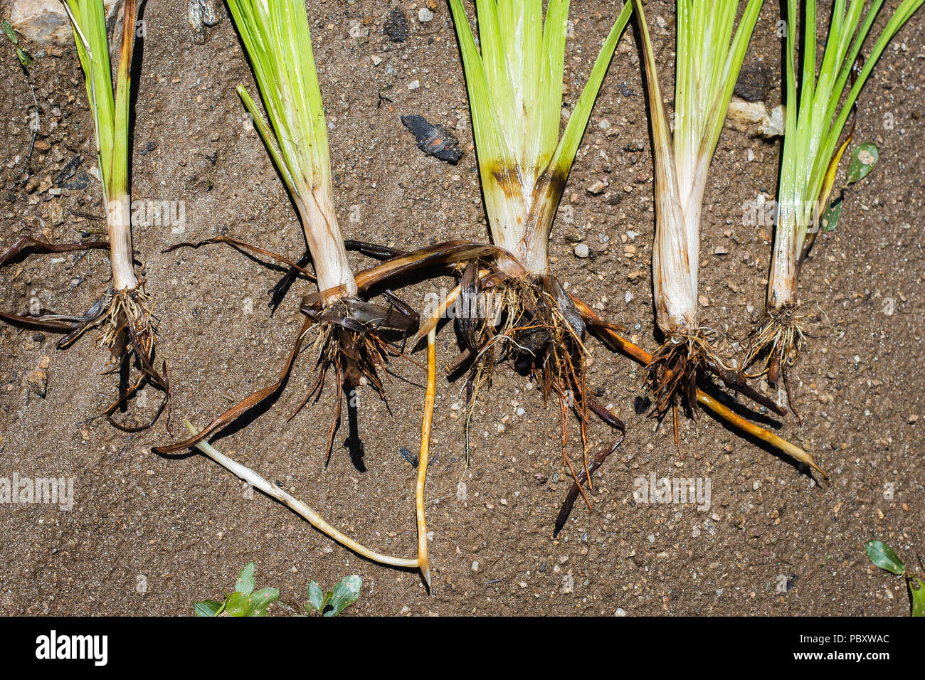 Roots of the simplestem bur-reed - Sparganium erectum Stock Photo
