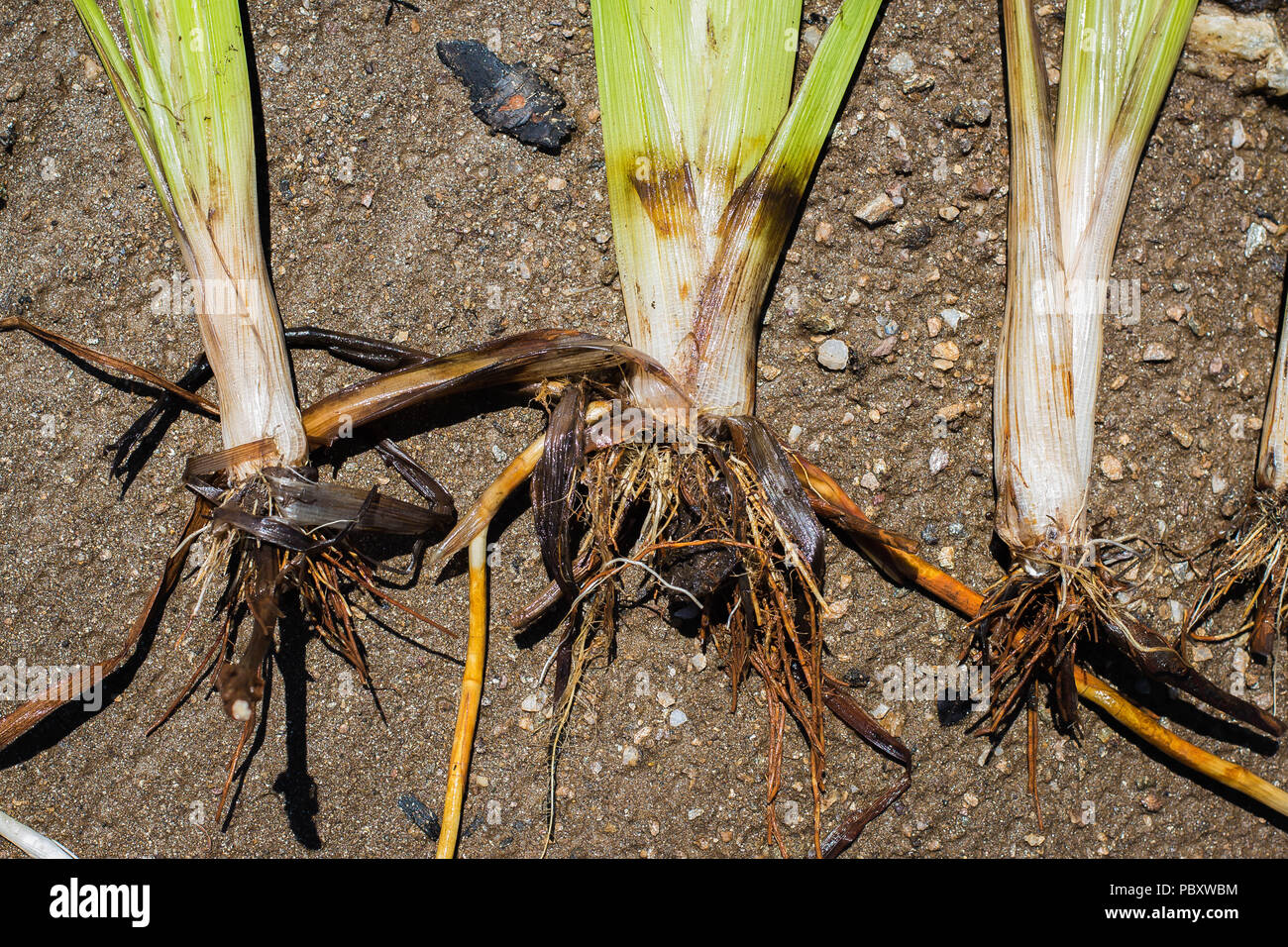 Roots of the simplestem bur-reed - Sparganium erectum Stock Photo