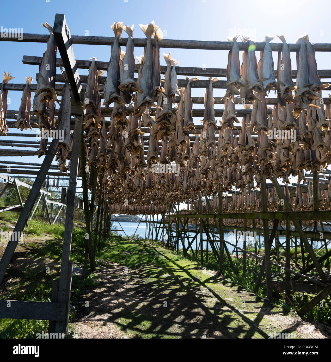 Drying fish in the traditional manner on open air racking, Lofoten