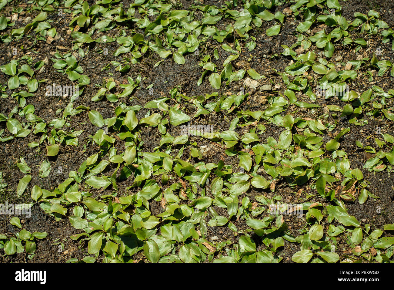 Terrestial form of Potamogeton natans - broad-leaved pondweed on the shore of lake Stock Photo