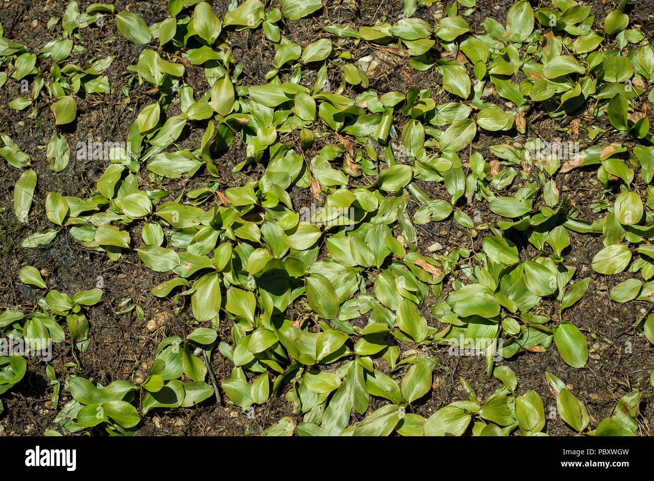 Terrestial form of Potamogeton natans - broad-leaved pondweed on the shore of lake Stock Photo