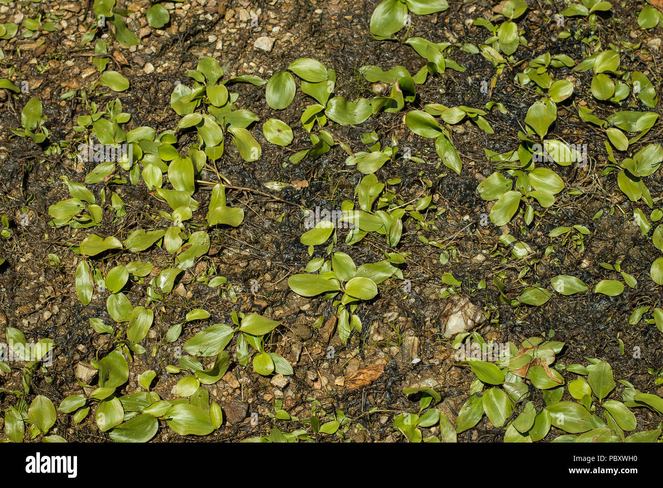 Terrestial form of Potamogeton natans - broad-leaved pondweed on the shore of lake Stock Photo