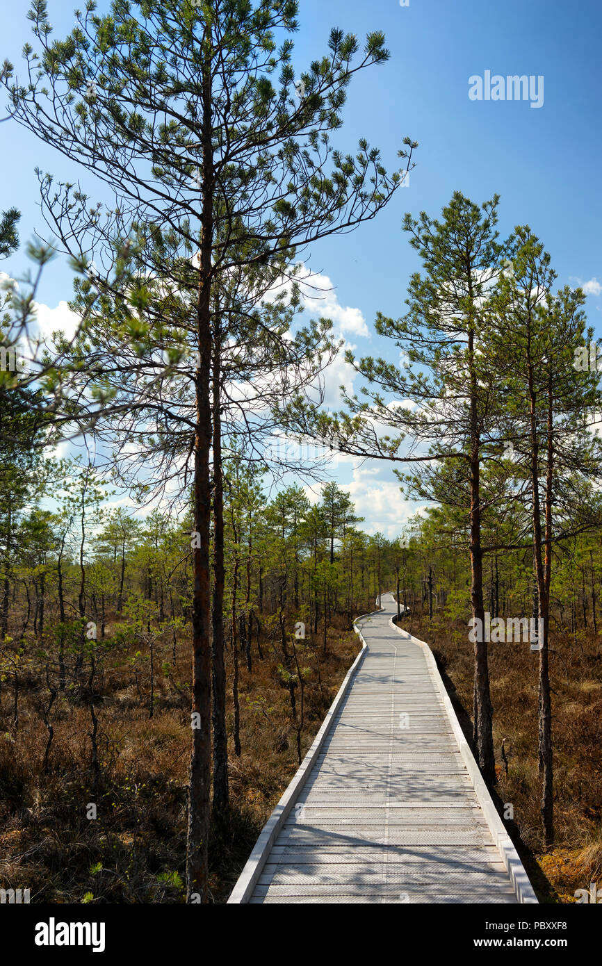 Swamp Walk Way Path through swamp from boards hi-res stock photography and images - Alamy