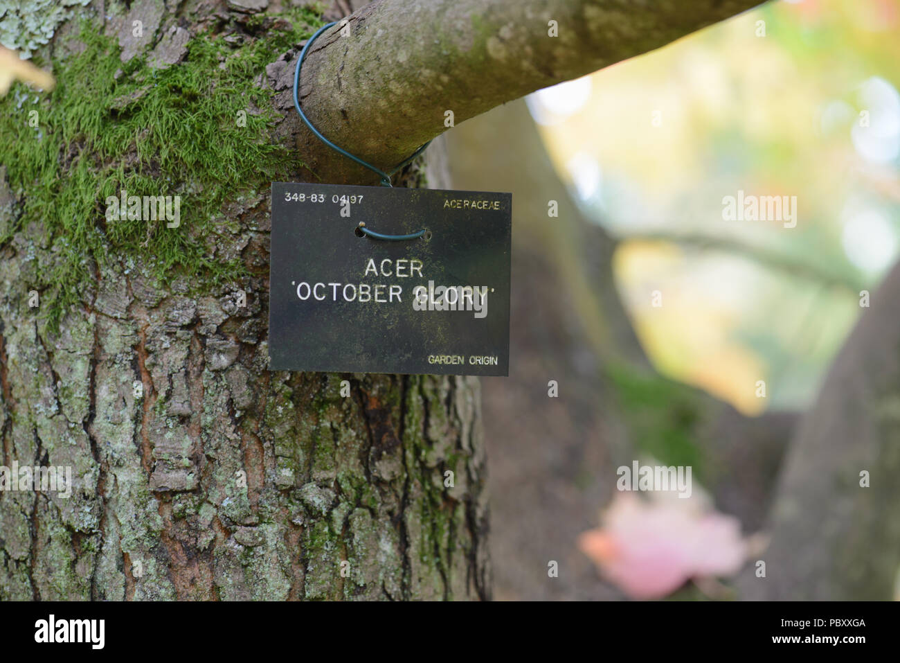 Acer October Glory
