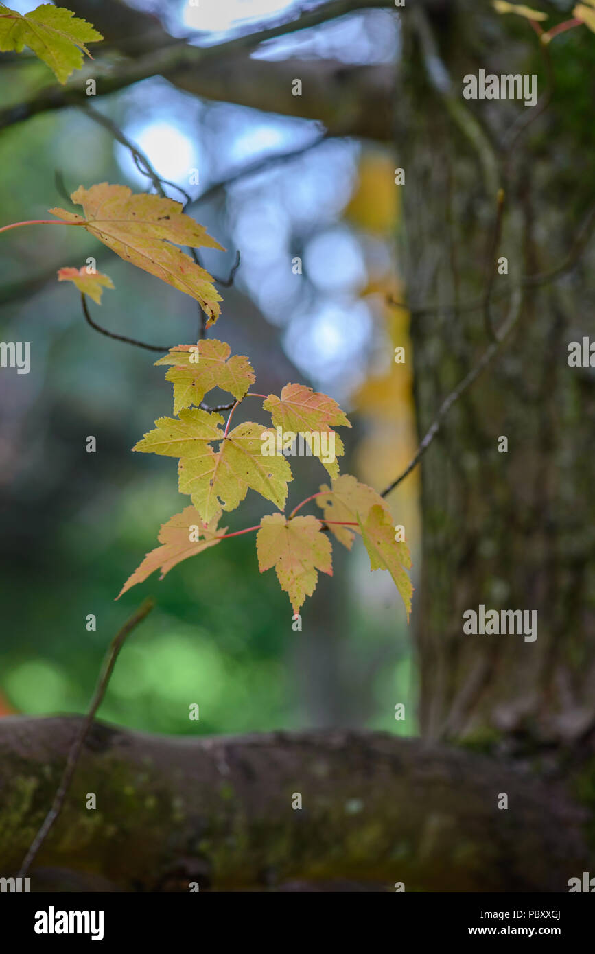Acer october glory stock photo alamy