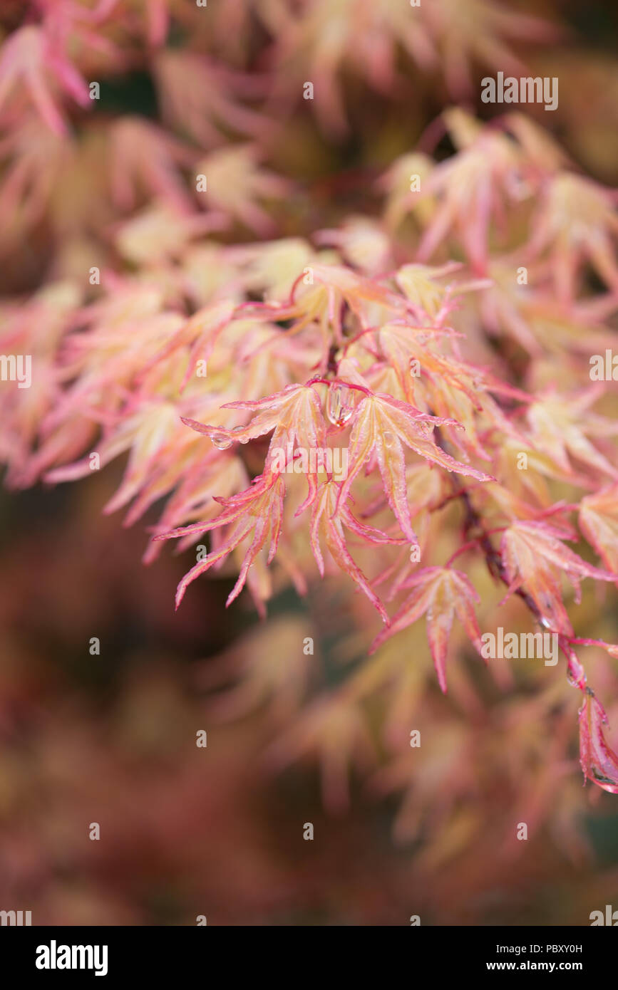 Acer palmatum corallinium Stock Photo - Alamy