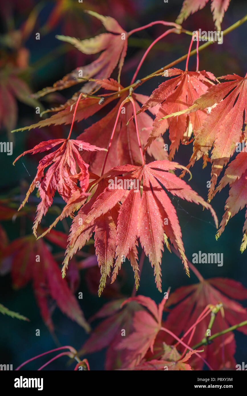 Acer palmatum elegans Stock Photo Alamy