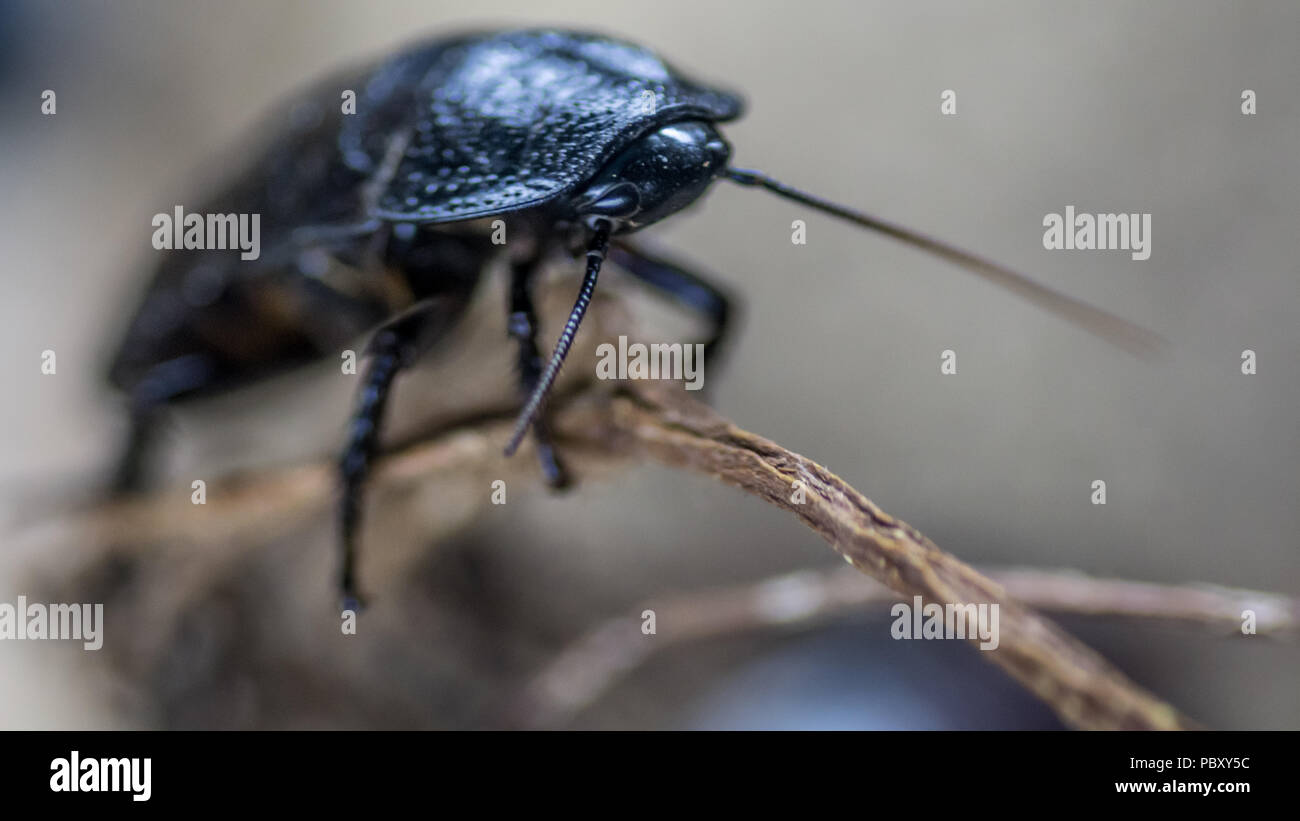 Close up of a black beetle Stock Photo