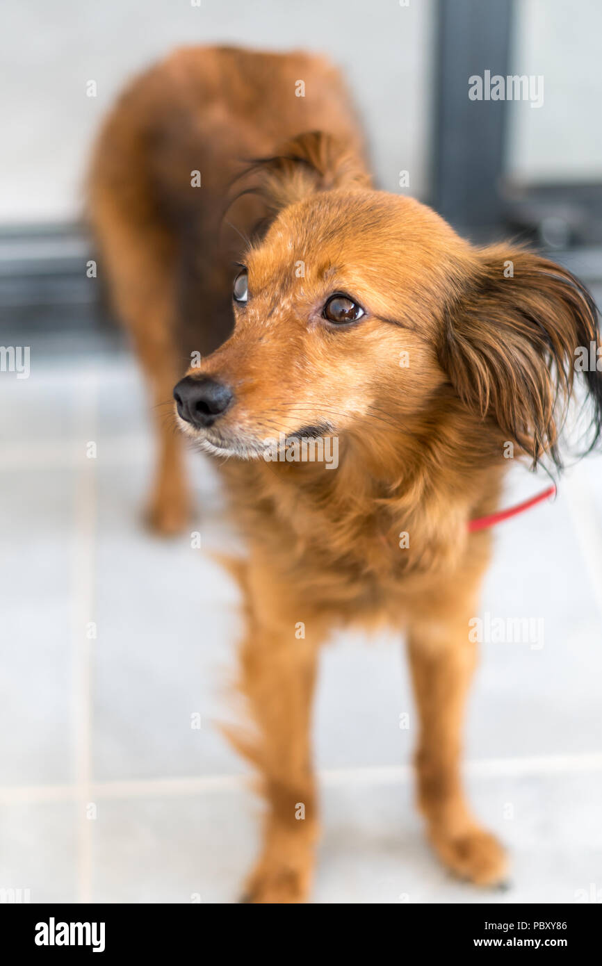 Small dog pet portrait with light background Stock Photo