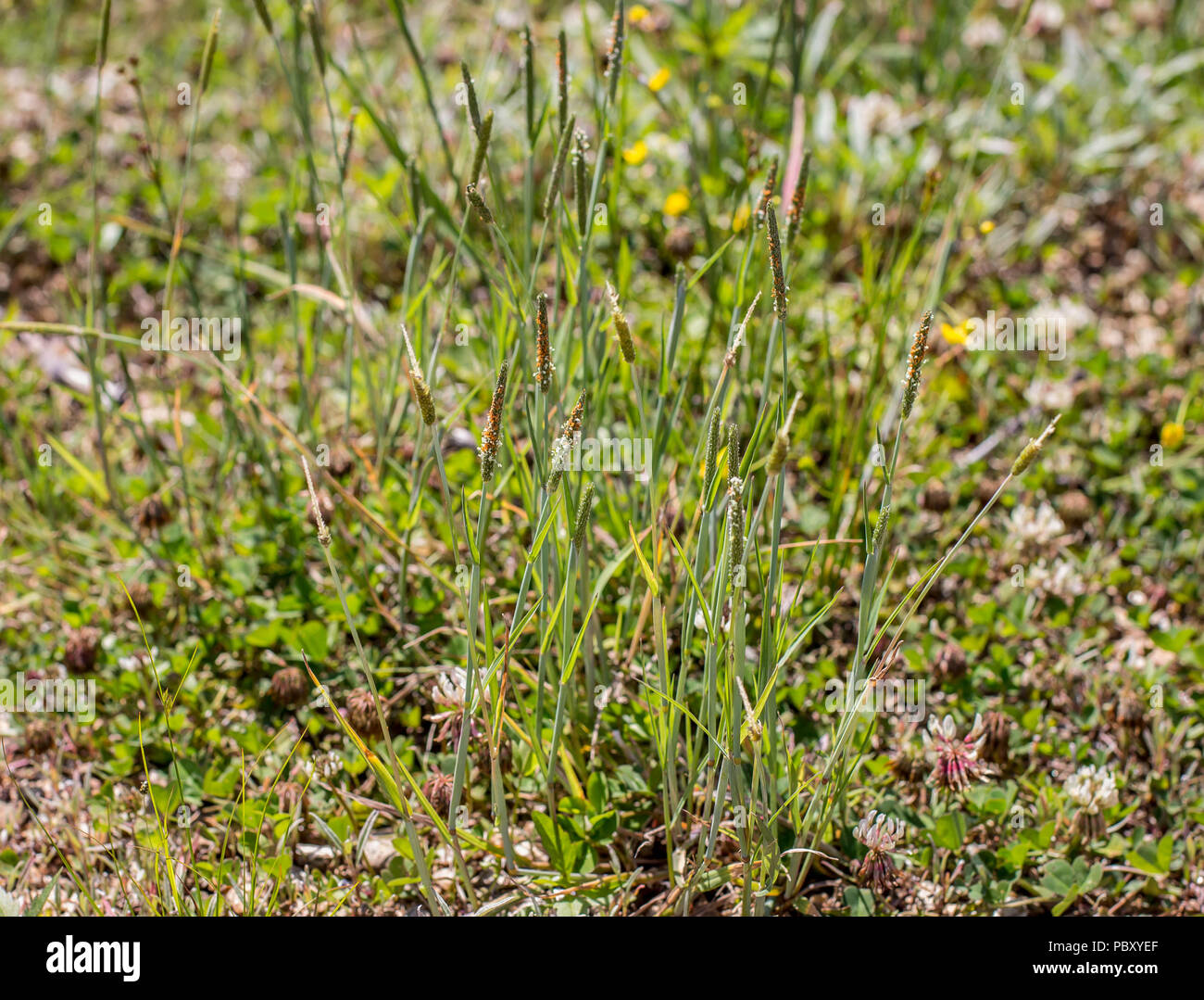 Alopecurus geniculatus - water foxtail Stock Photo