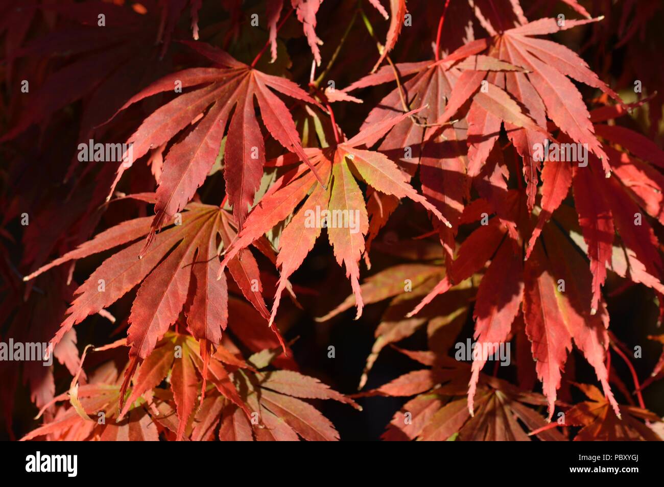 Acer palmatum Hessei Stock Photo