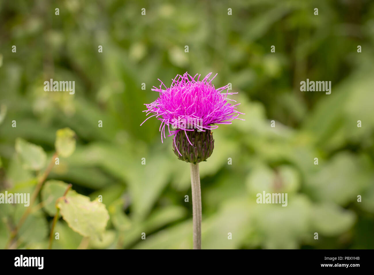 single pink flower of melancholy thistle  - Cirsium helenioides Stock Photo