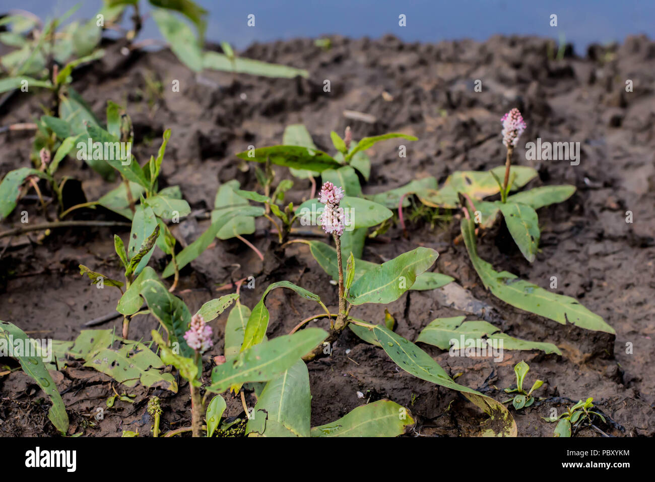 longroot smartweed - Persicaria amphibia out of water on wet muddy soil Stock Photo