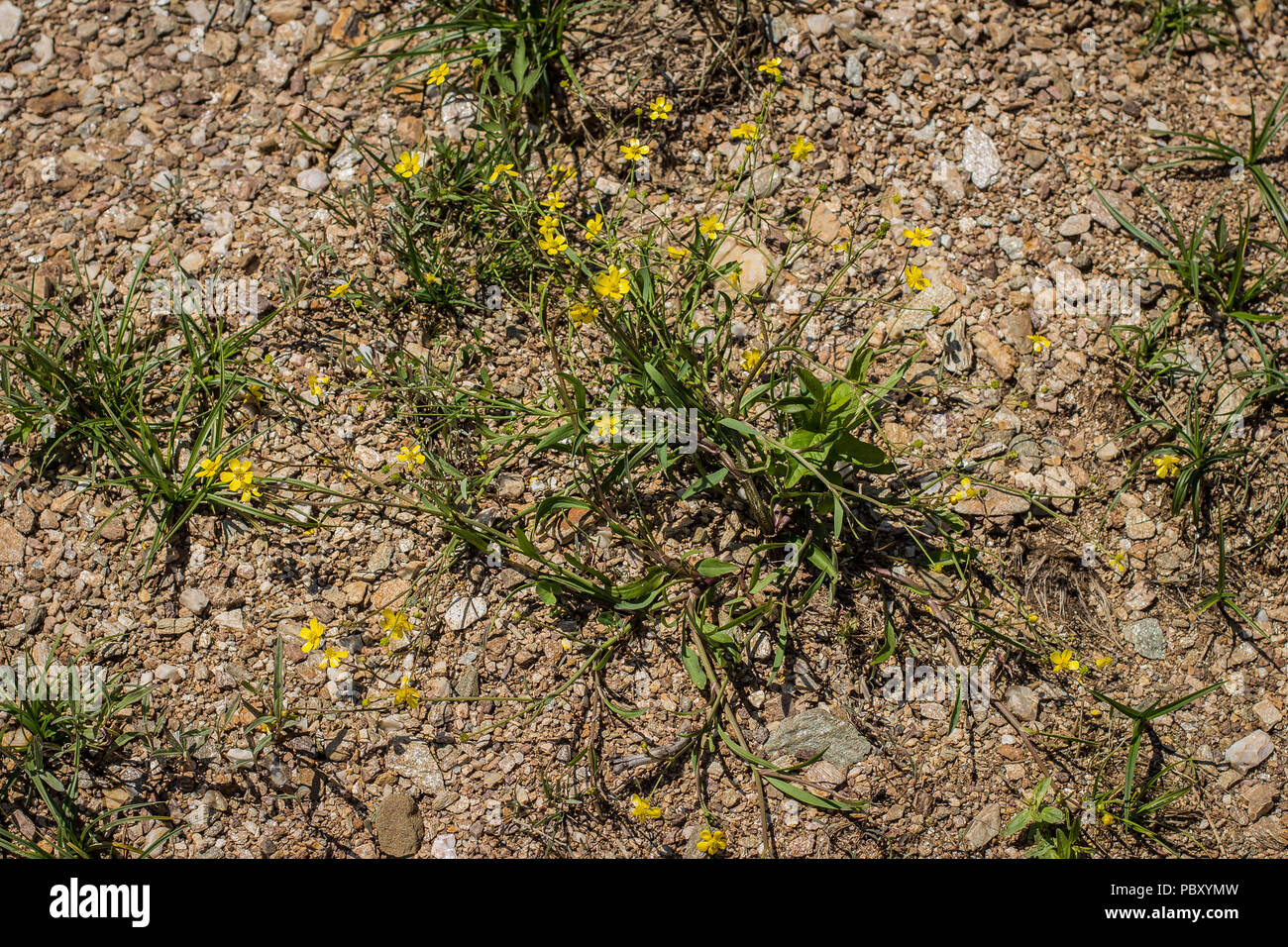Yellow flowers of Ranunculus flammula Stock Photo