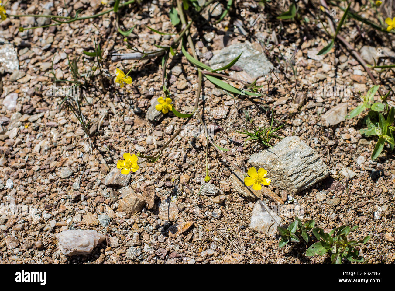 Yellow flowers of Ranunculus flammula Stock Photo