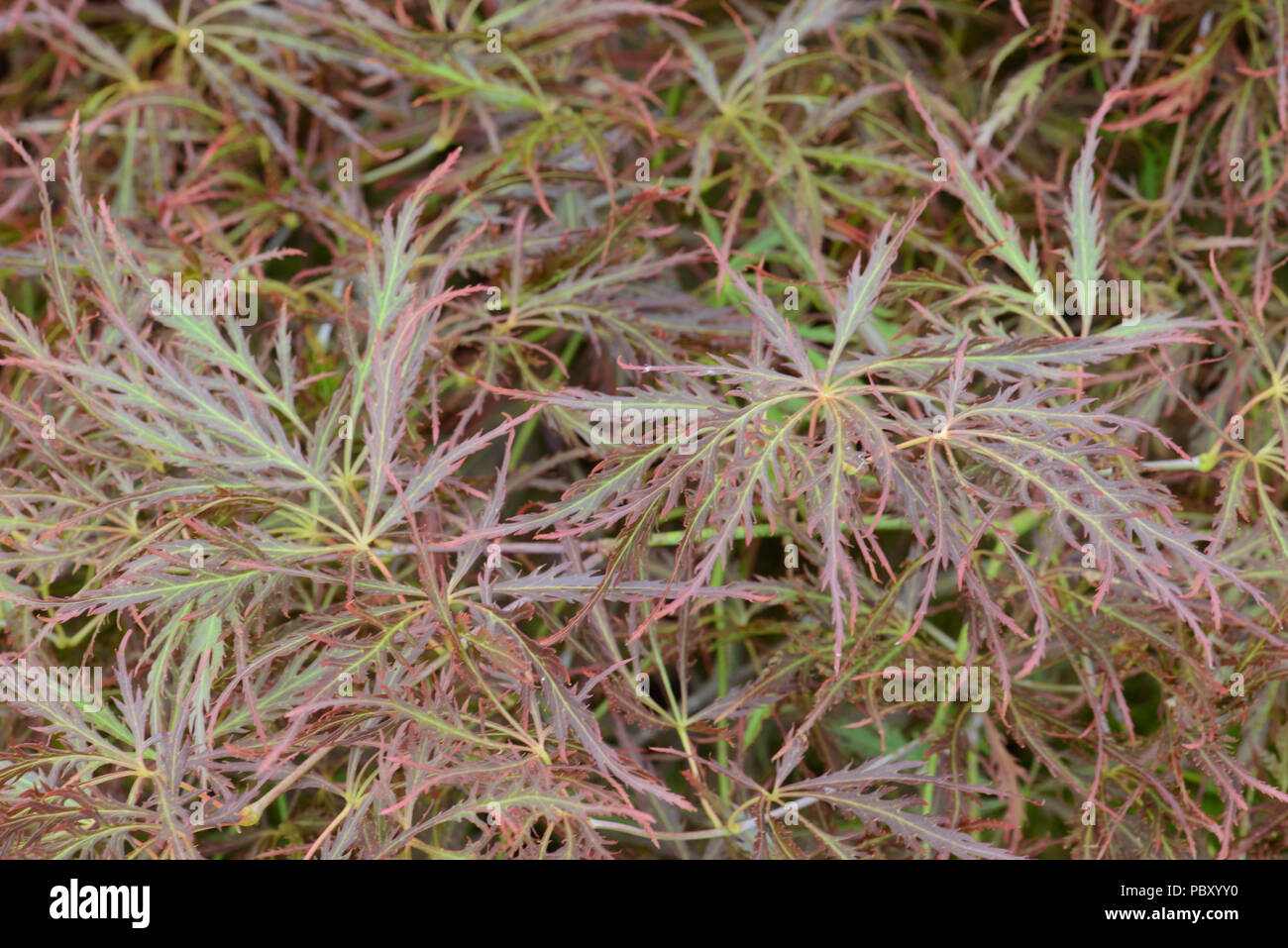 Acer palmatum Ornatum Stock Photo