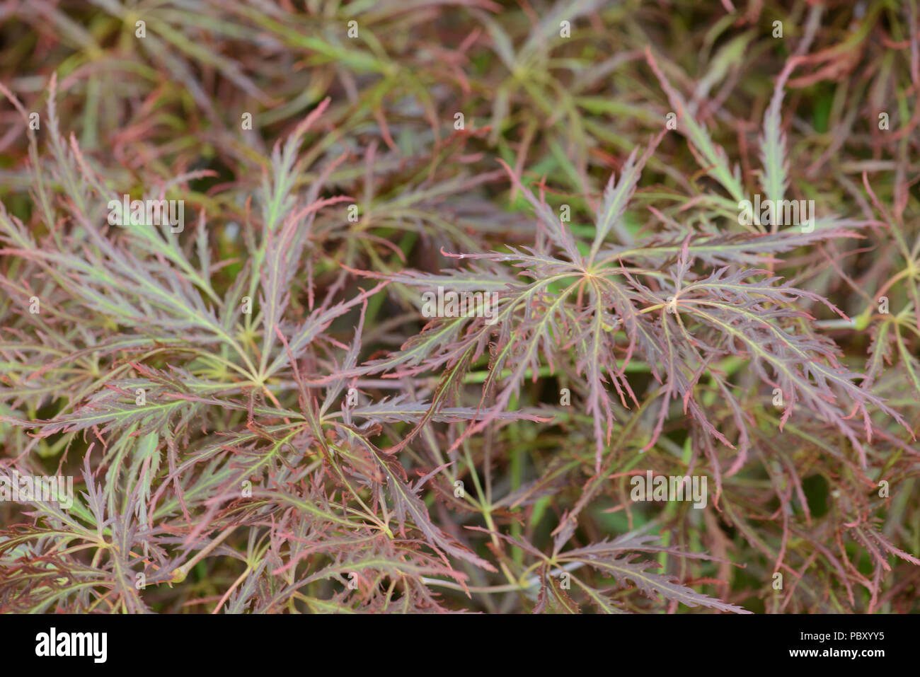 Acer palmatum Ornatum Stock Photo