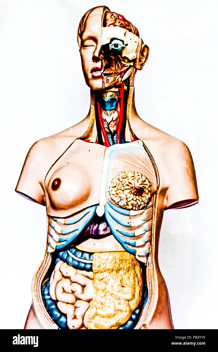 Anatomical model; anatomisches modell Stock Photo