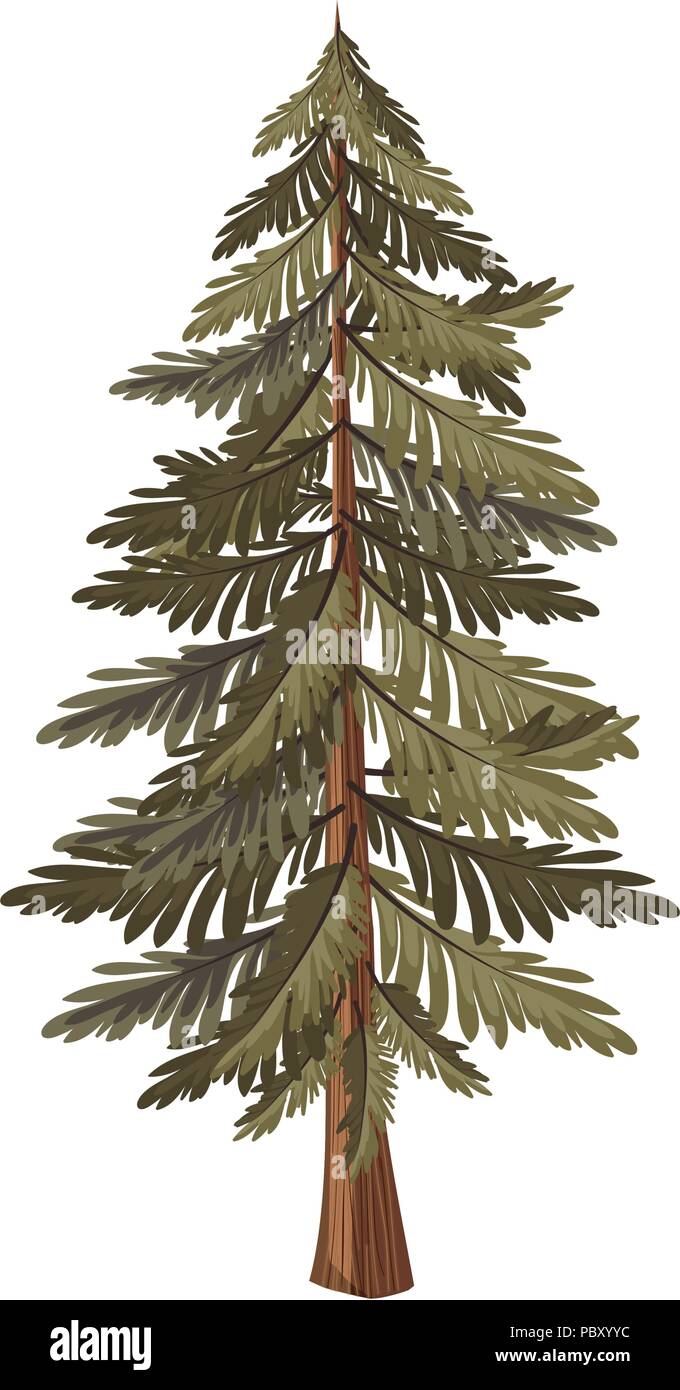 pine tree plant nature icon Stock Vector Image & Art - Alamy