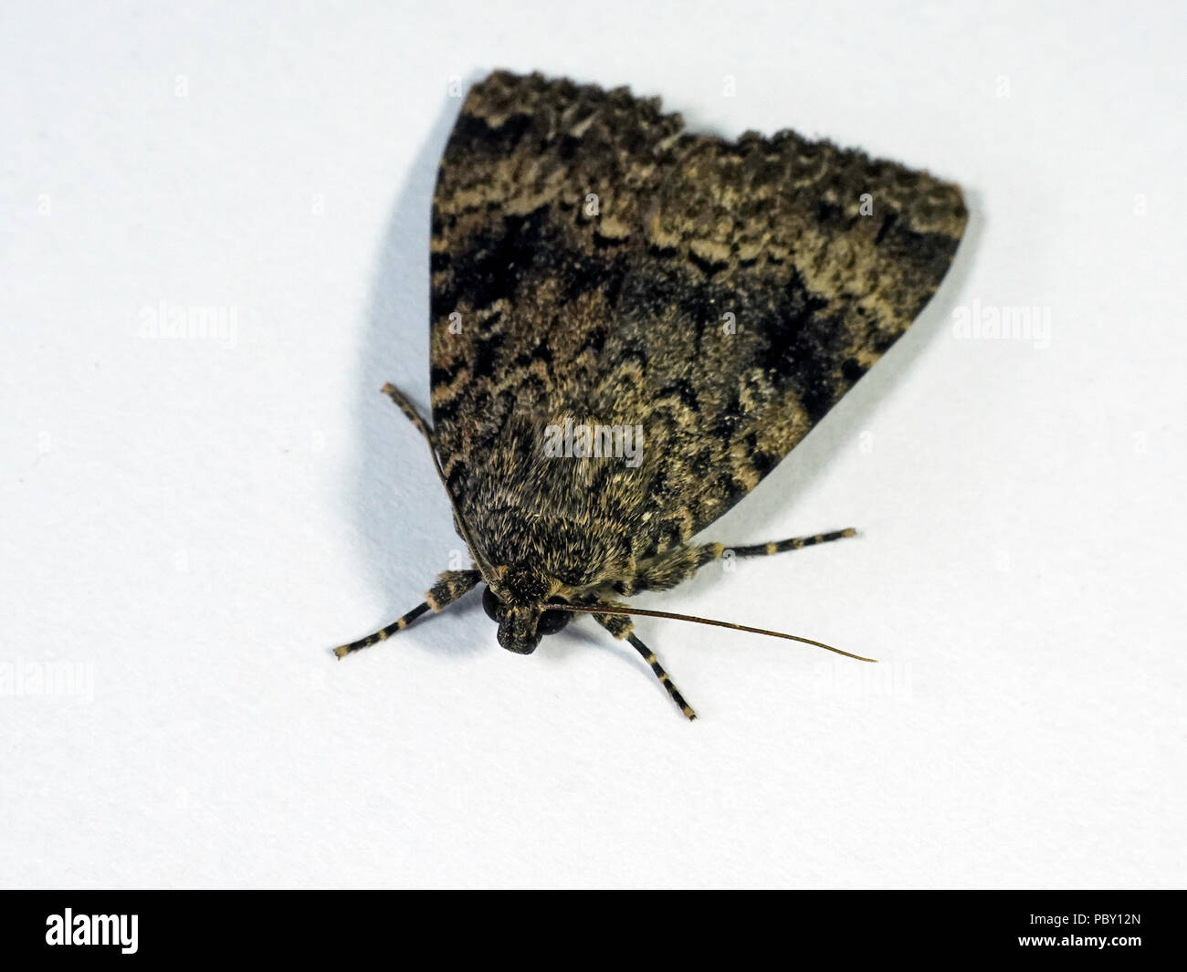 Macro photo of the Svensson's copper underwing moth Stock Photo
