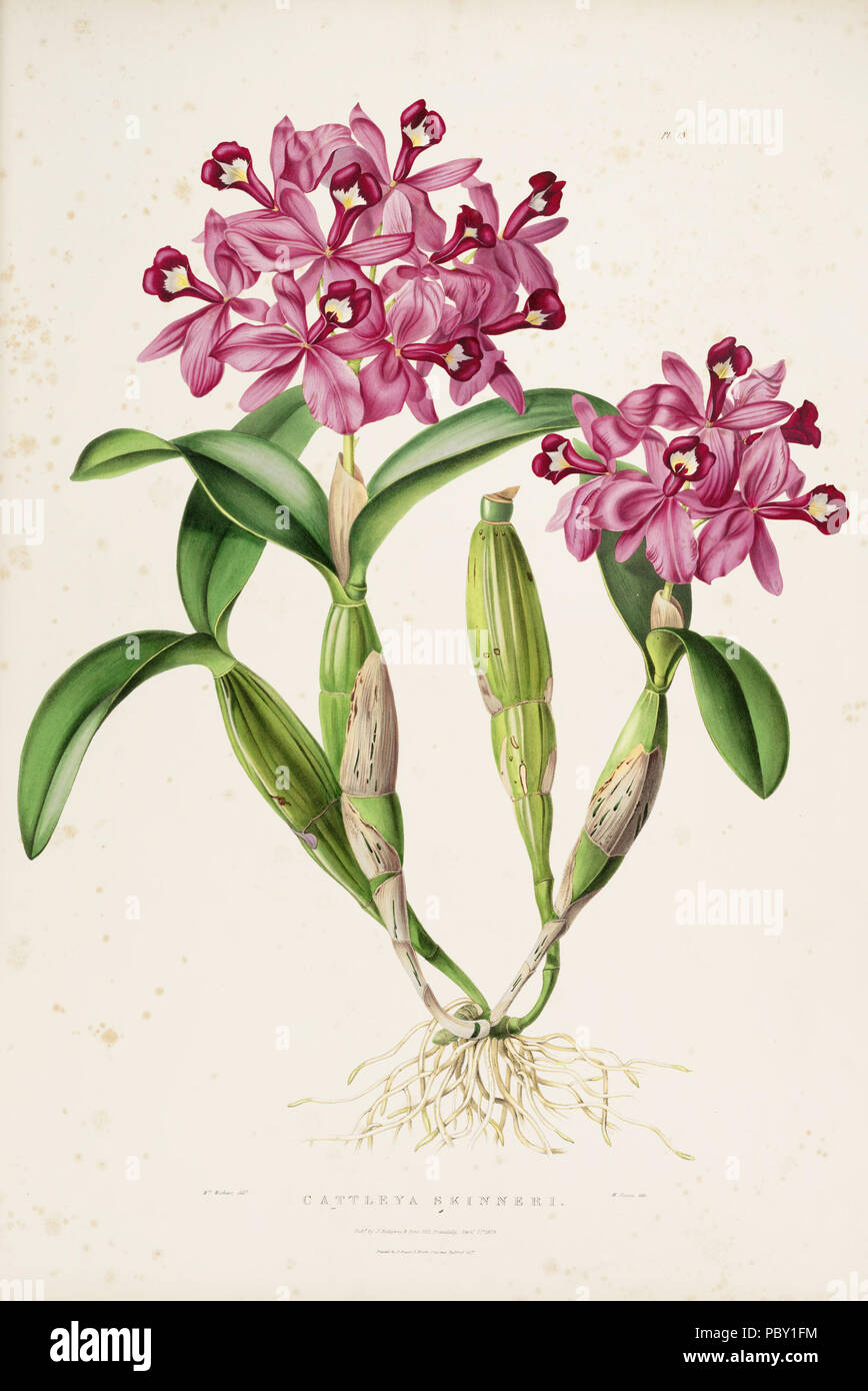 256 Guarianthe skinneri (Cattleya skinneri)-Bateman Orch. Mex. Guat. pl. 13 (1838) Stock Photo