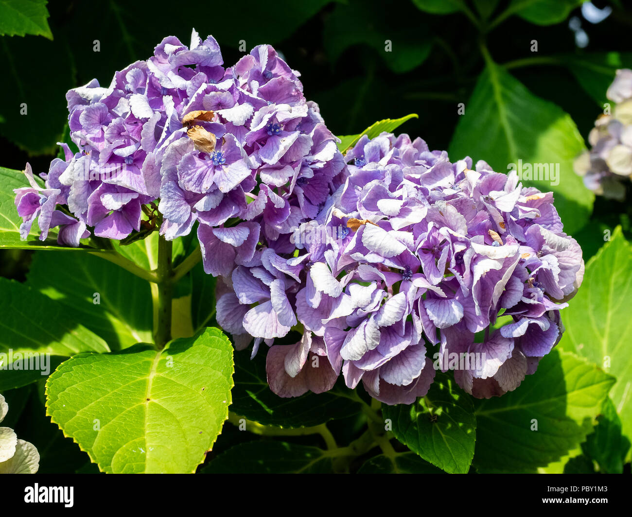 Purple hydrangeas bloom beside a road in the Japanese countryside Stock