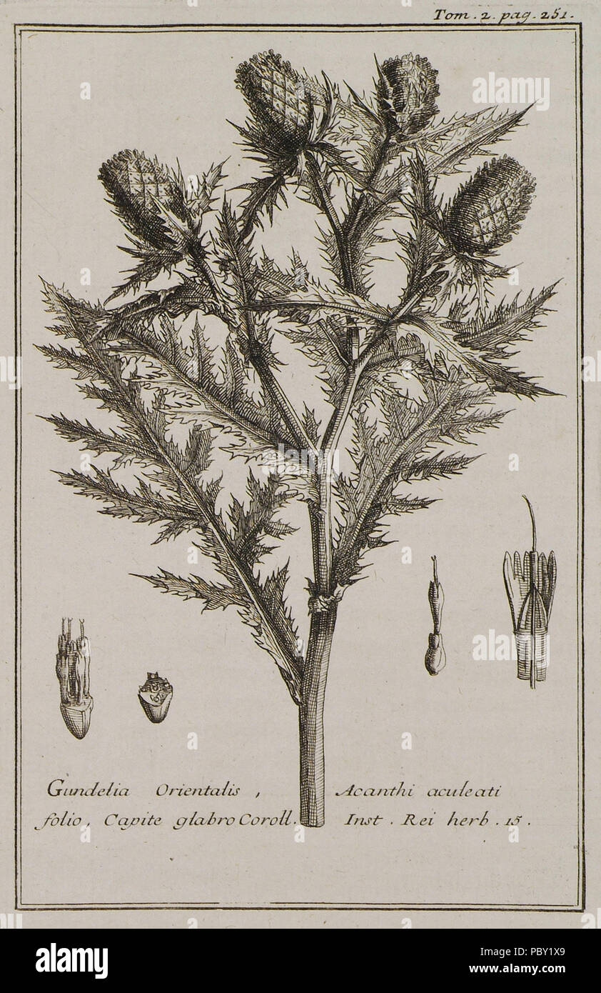 258 Gundelia Orientalis, Acanthi aculeati folio, Capite glabro Coroll Inst Rei herb 15 - Tournefort Joseph Pitton De - 1717 Stock Photo