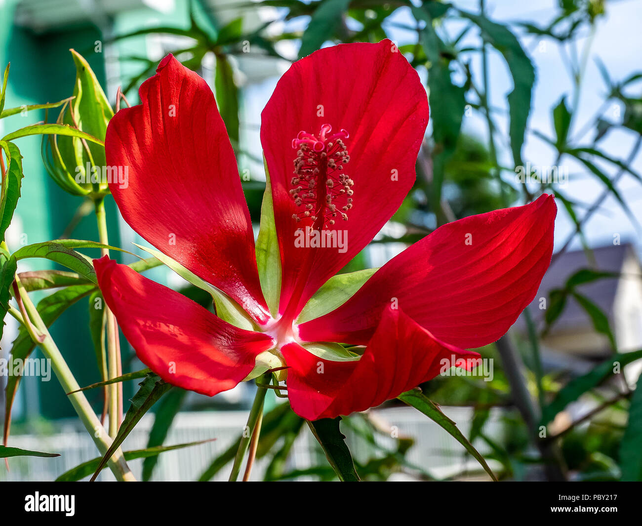 A lage scarlet rosemallow flower, a type of hibiscus, blooms in brilliant color along a roadside in a small Japanese garden. Stock Photo