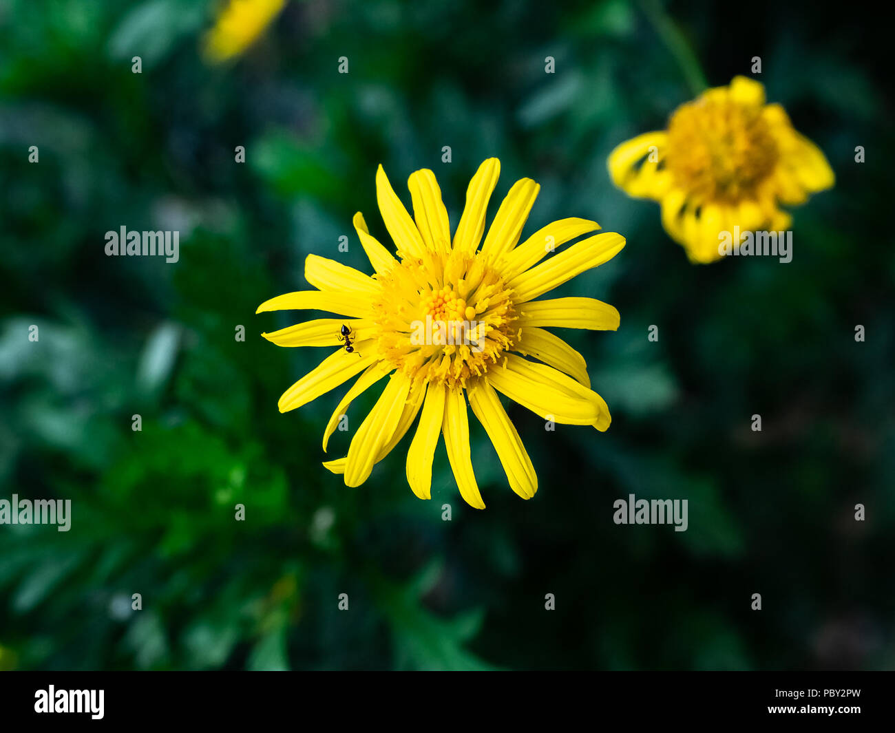 yellow Camphor flowers bloom in a garden in a Japanese park in central Kanagawa Prefecture, Japan Stock Photo