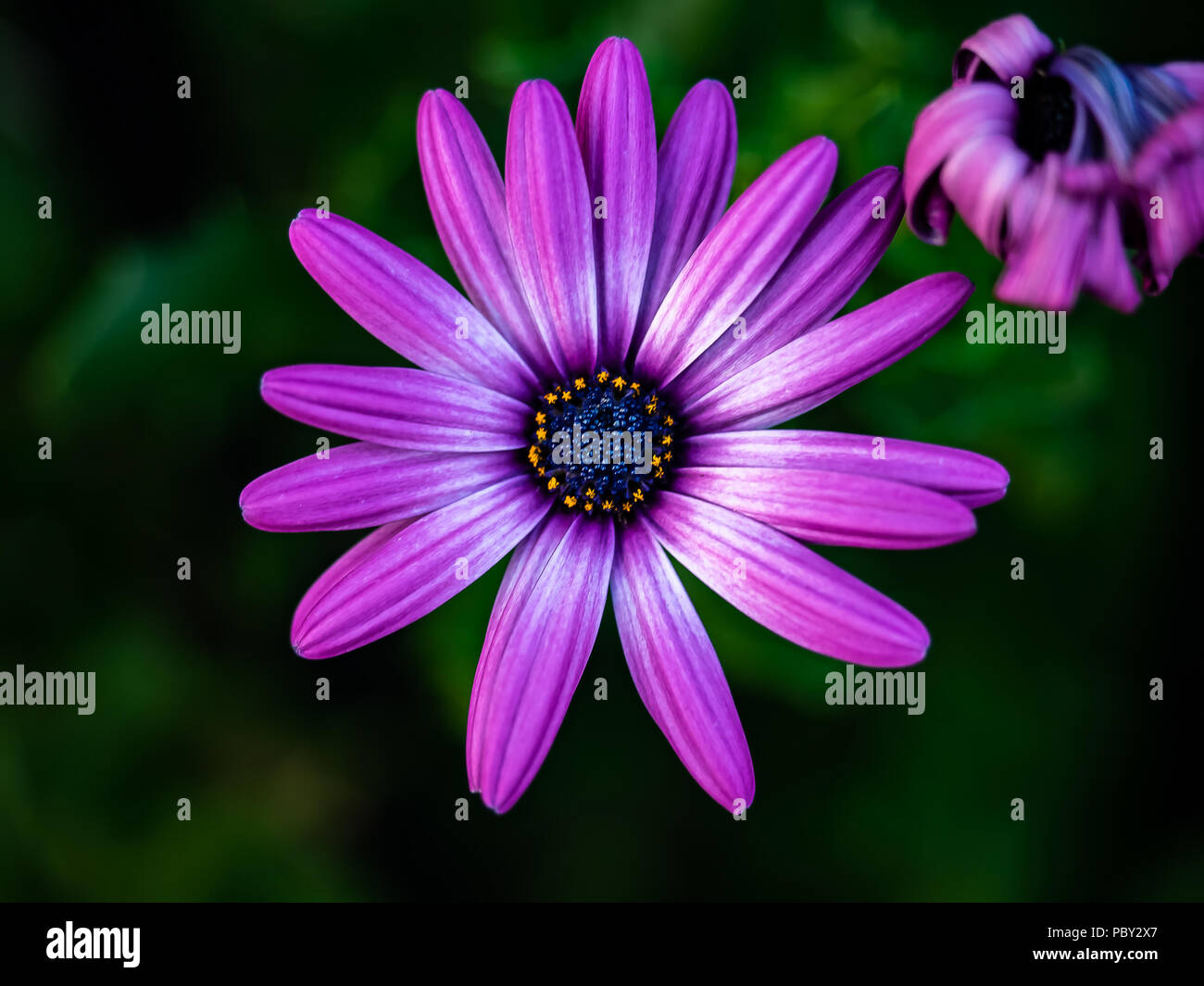 A variety of purple daisy blooms in a garden in central Kanagawa, Japan  Stock Photo - Alamy