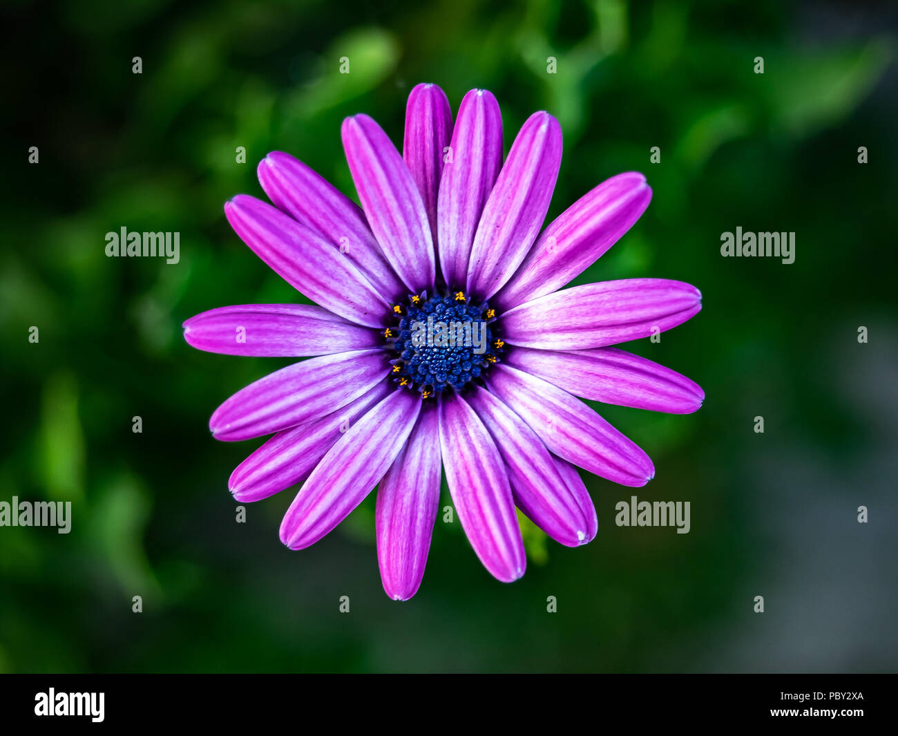 A variety of purple daisy blooms in a garden in central Kanagawa, Japan. Stock Photo