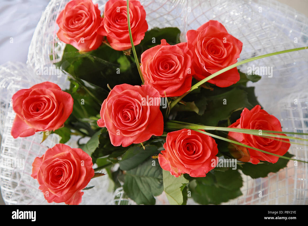 Red roses close up hi-res stock photography and images - Alamy