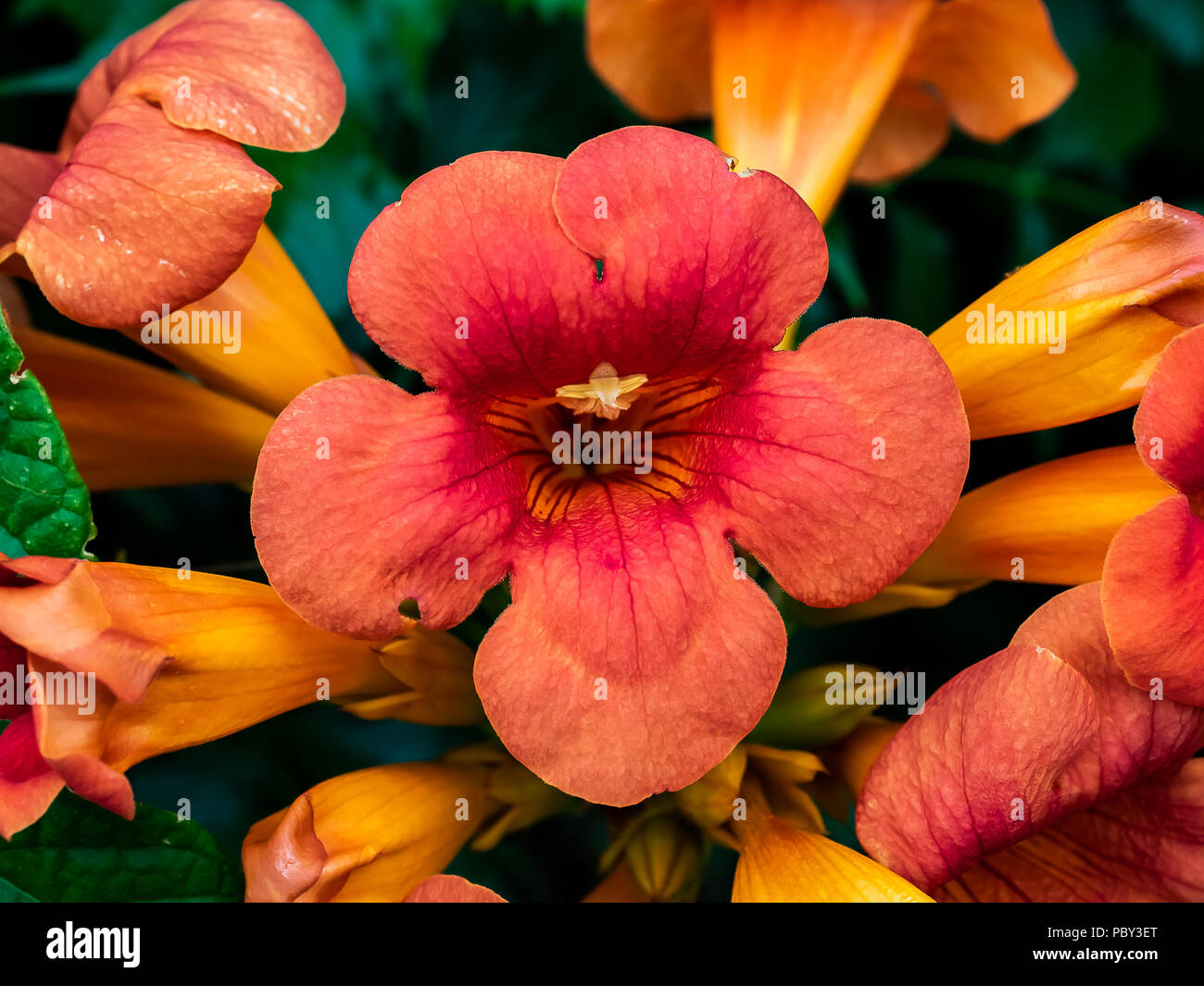 A large cluster of trumpet vine flowers bloom along a roadside in