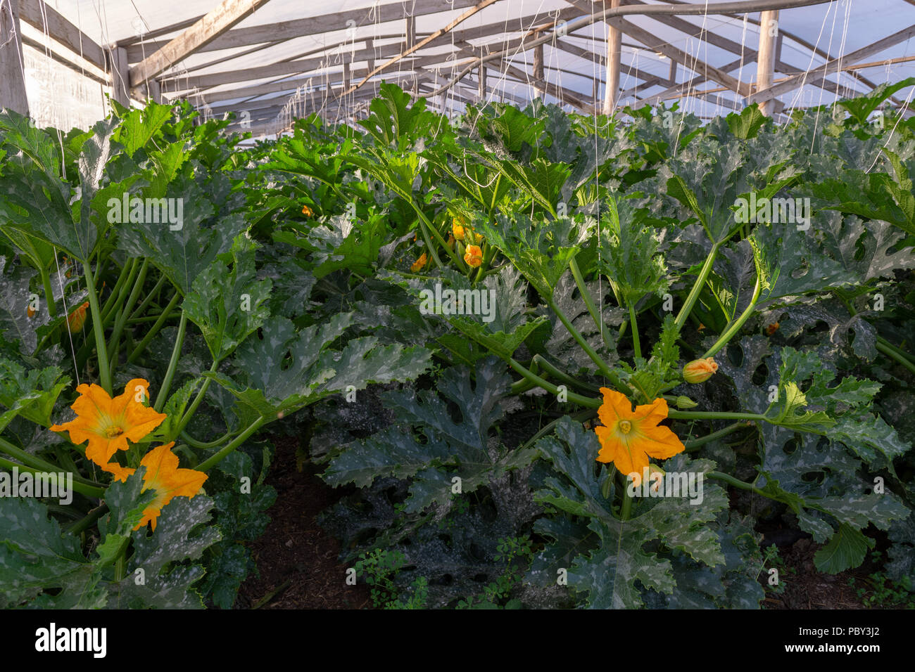 Zucchini organic plants growing in greenhouse, fertilized with bio