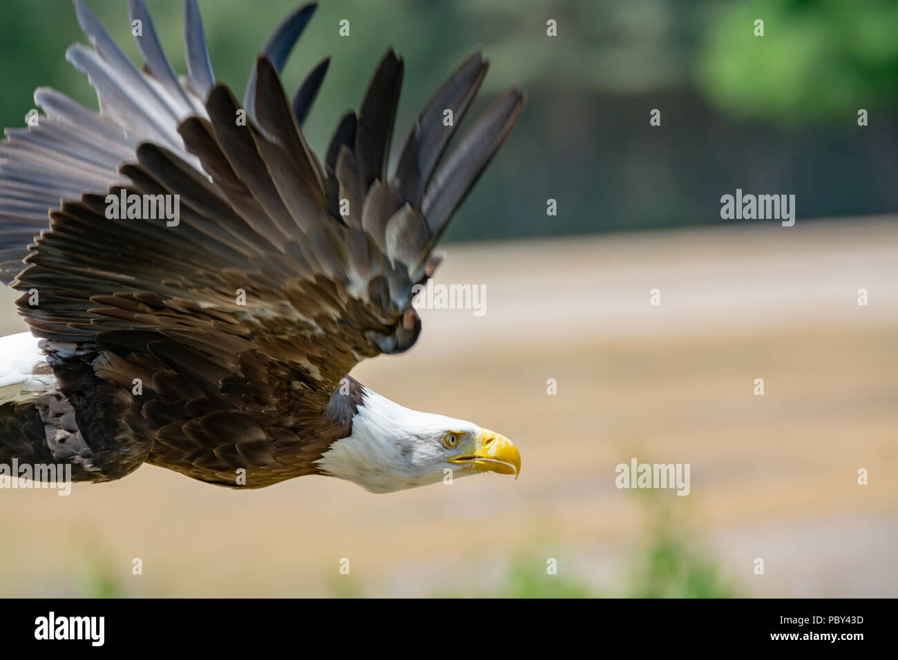 National animal of USA white-tailed big American bald eagle bird close up  in flight Stock Photo - Alamy