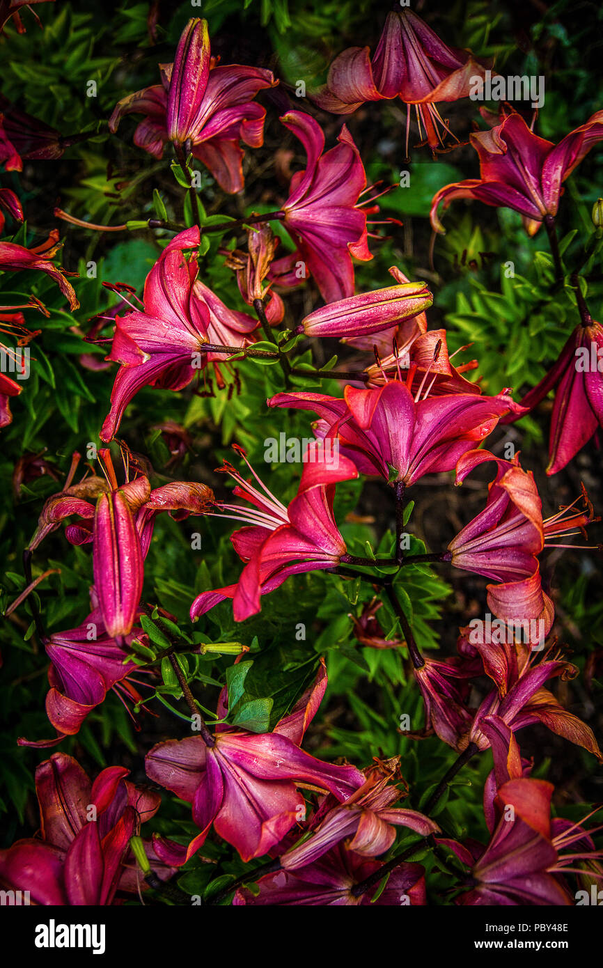 flowers blooming red lily Stock Photo