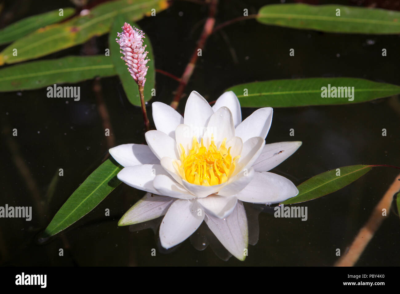 Beautiful lotus flower, white nymphaea alba or water lily among green leaves with yellow pollen and little pink flowers on the background, close up Stock Photo