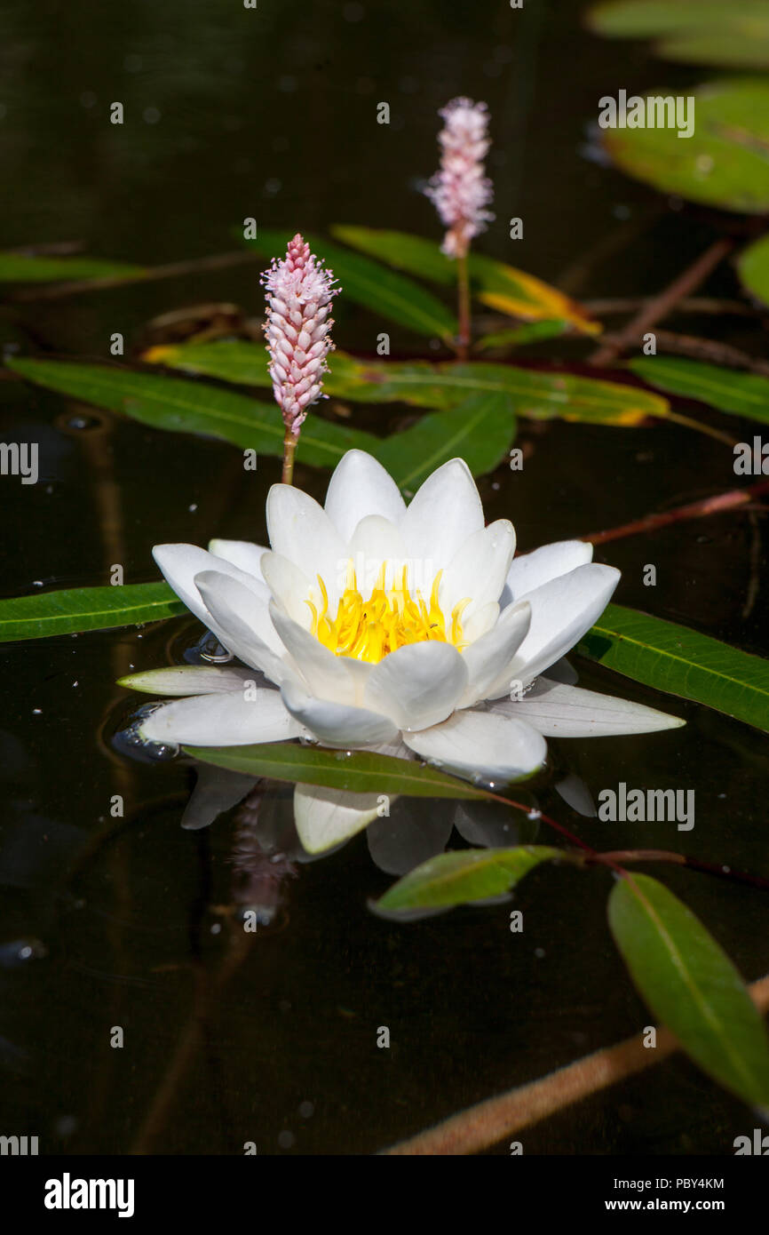 Beautiful lotus flower, white nymphaea alba or water lily among green leaves with yellow pollen and little pink flowers on the background, close up Stock Photo