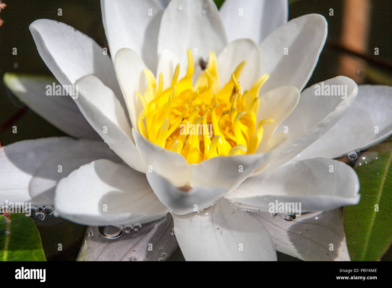 Beautiful lotus flower, white nymphaea alba or water lily among green leaves with yellow pollen and little pink flowers on the background, macro Stock Photo