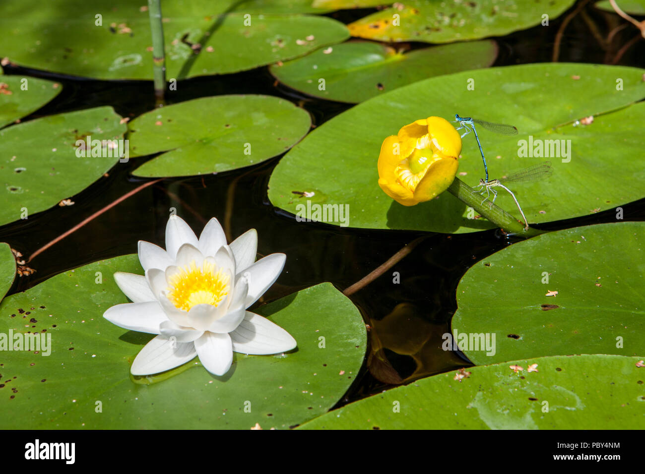 Beautiful shining lotus flower, white nymphaea alba or water lily among green leaves with yellow pollen and dragonflies making love on a yellow flower Stock Photo