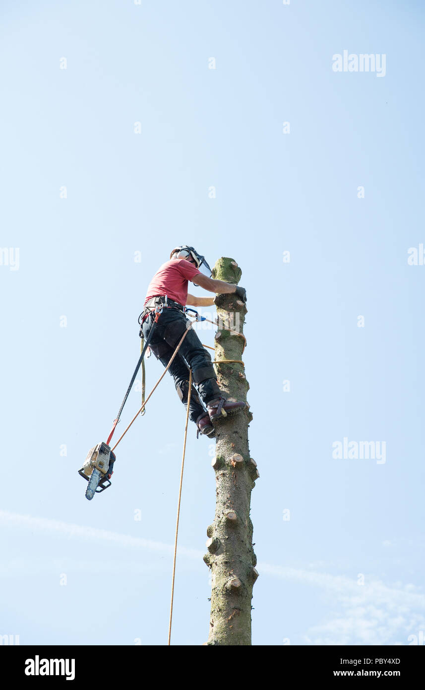 A tree surgeon with a chain saw in the process of cutting down a tall tree Stock Photo