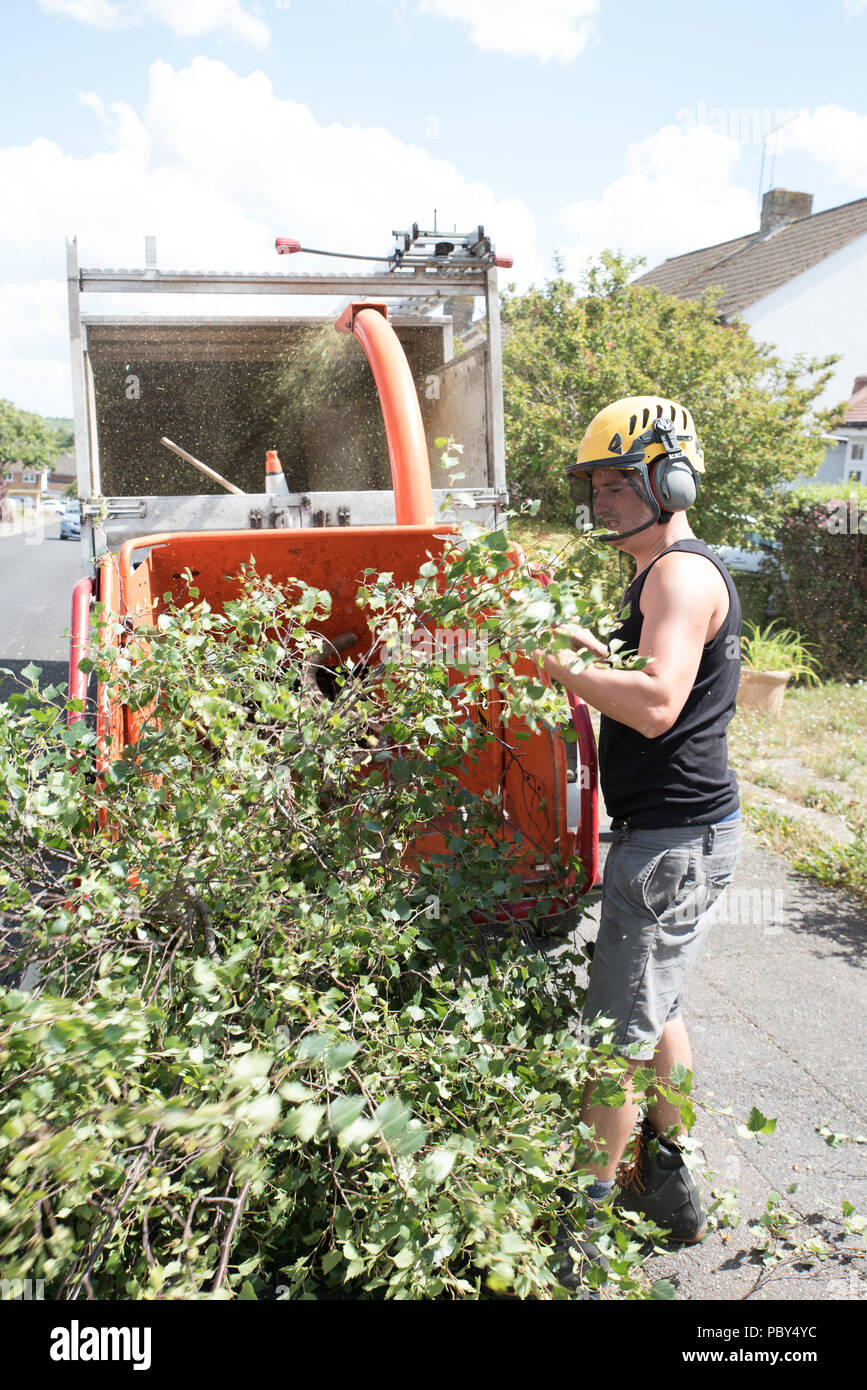 Working wood chipper machine with a tree surgeon feeding branches in