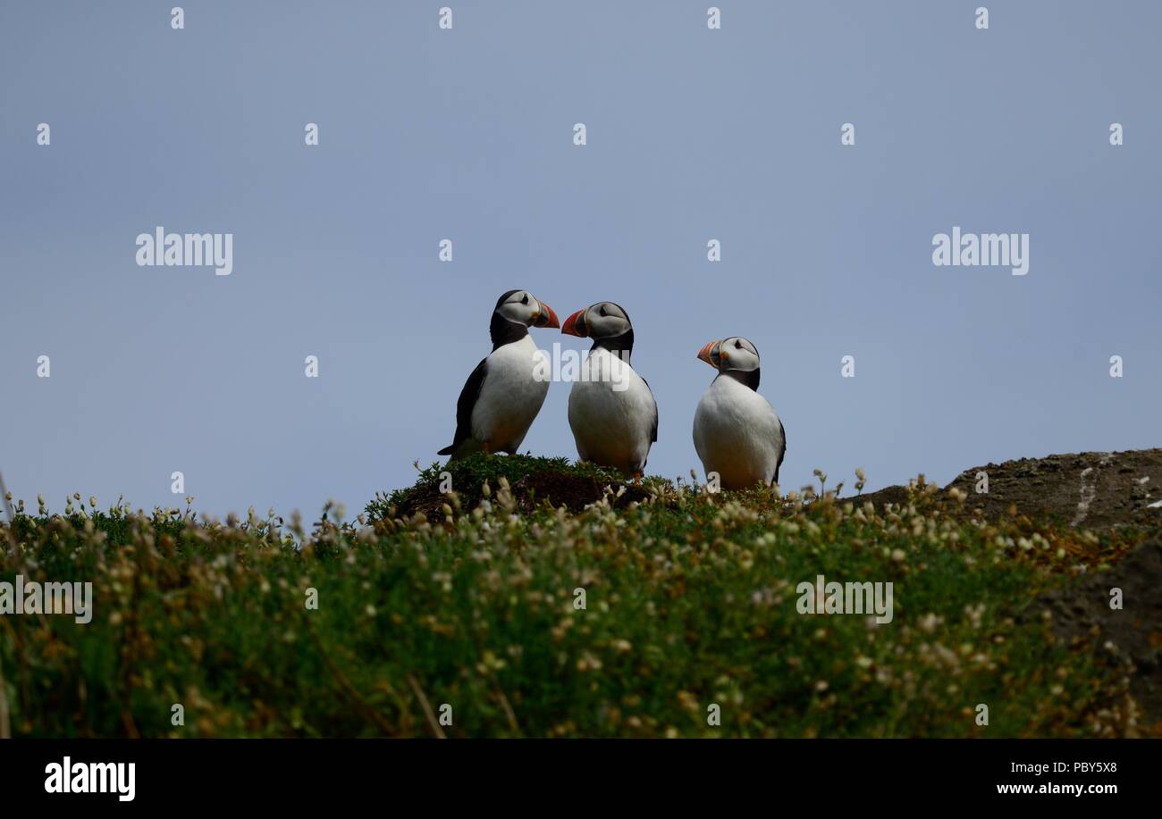 Isle of May Puffins in July Stock Photo Alamy