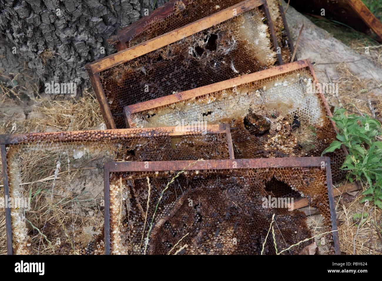 Honey frames disgarded honey frames leaning against tree Stock Photo