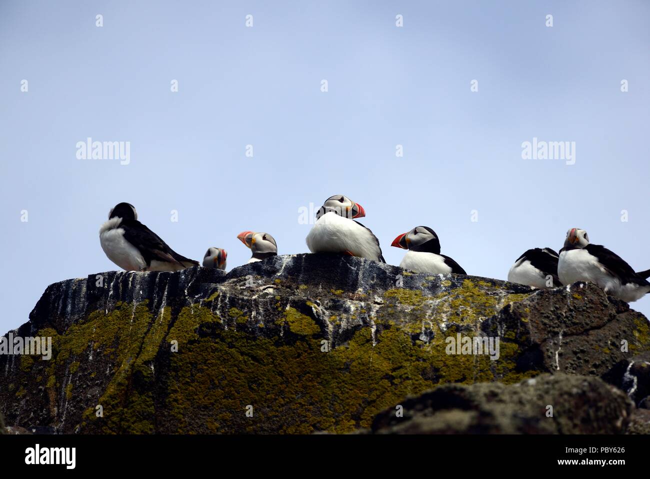 Isle of May Puffins in July Stock Photo Alamy