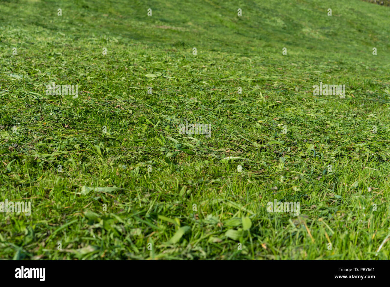Maintained fresh green lawn in close up for background or texture summer meadow grass Stock Photo