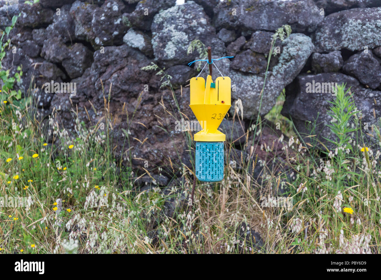 Insect trap for agriculture in Pico island, Azores, Posrtugal Stock ...