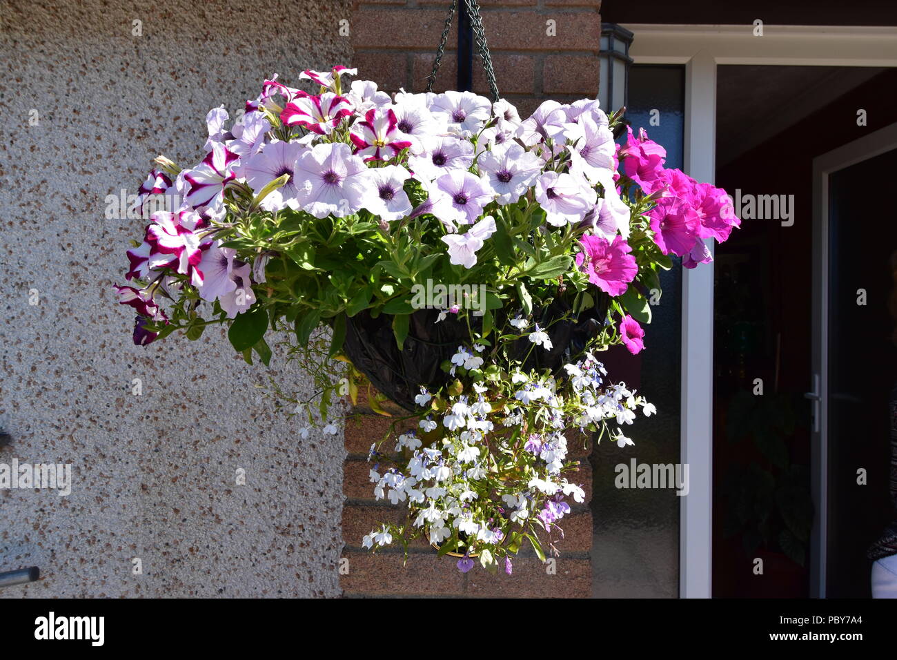 Colourful flowers in hanging basket Stock Photo Alamy